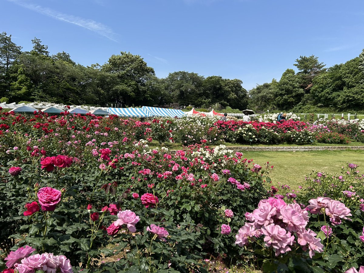 _numacchi's tweet photo. 今年2度目の #生田緑地ばら園　１回目より、２回目の方が咲いてて綺麗だったー(^O^) https://t.co/NhTB3DsUjm