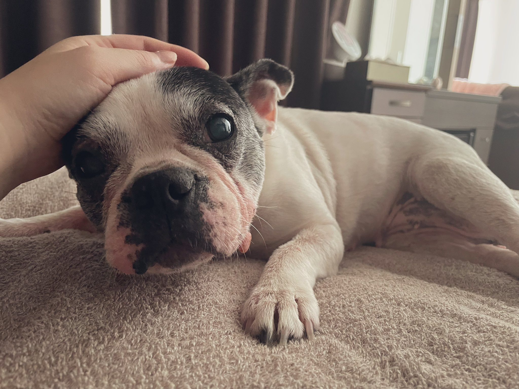 めぐさんページ よろしくメカドック」SPLインタビュー【4】シンボルカーはセリカ