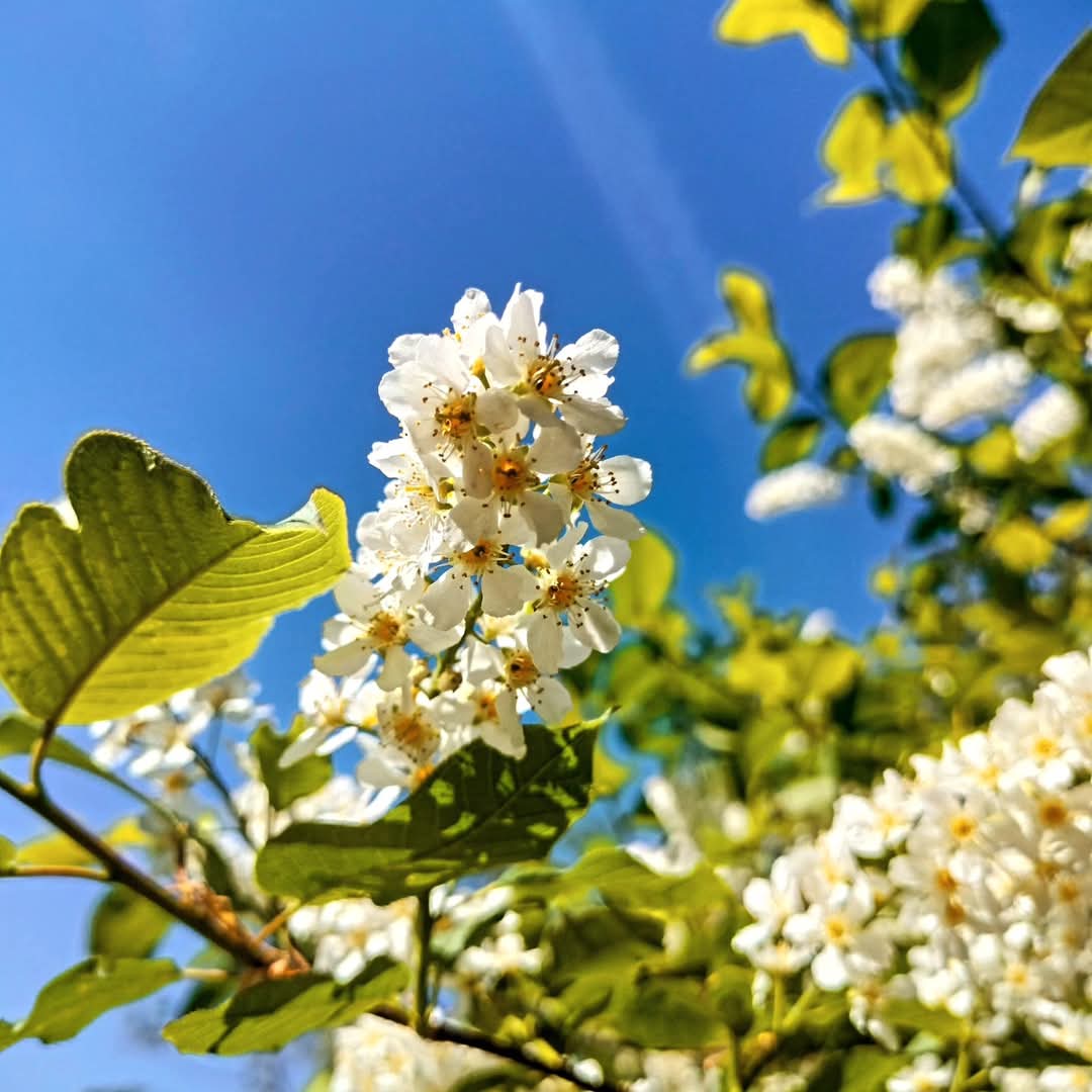 Kesäaamun huumaavasta tuoksusta vastaa tuomi 💚

Summer is here 💛!

#birdcherry #flowerpower #colours
#chezmasu