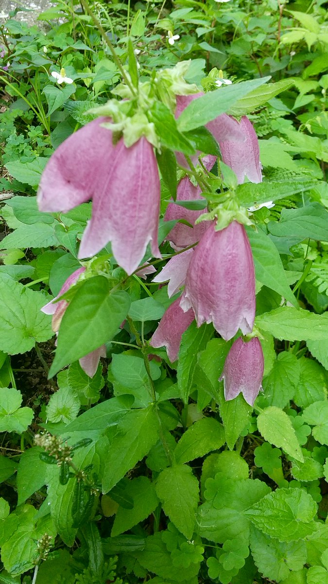 白玉雅己 (@ShiratamaMasami) / Posts / X