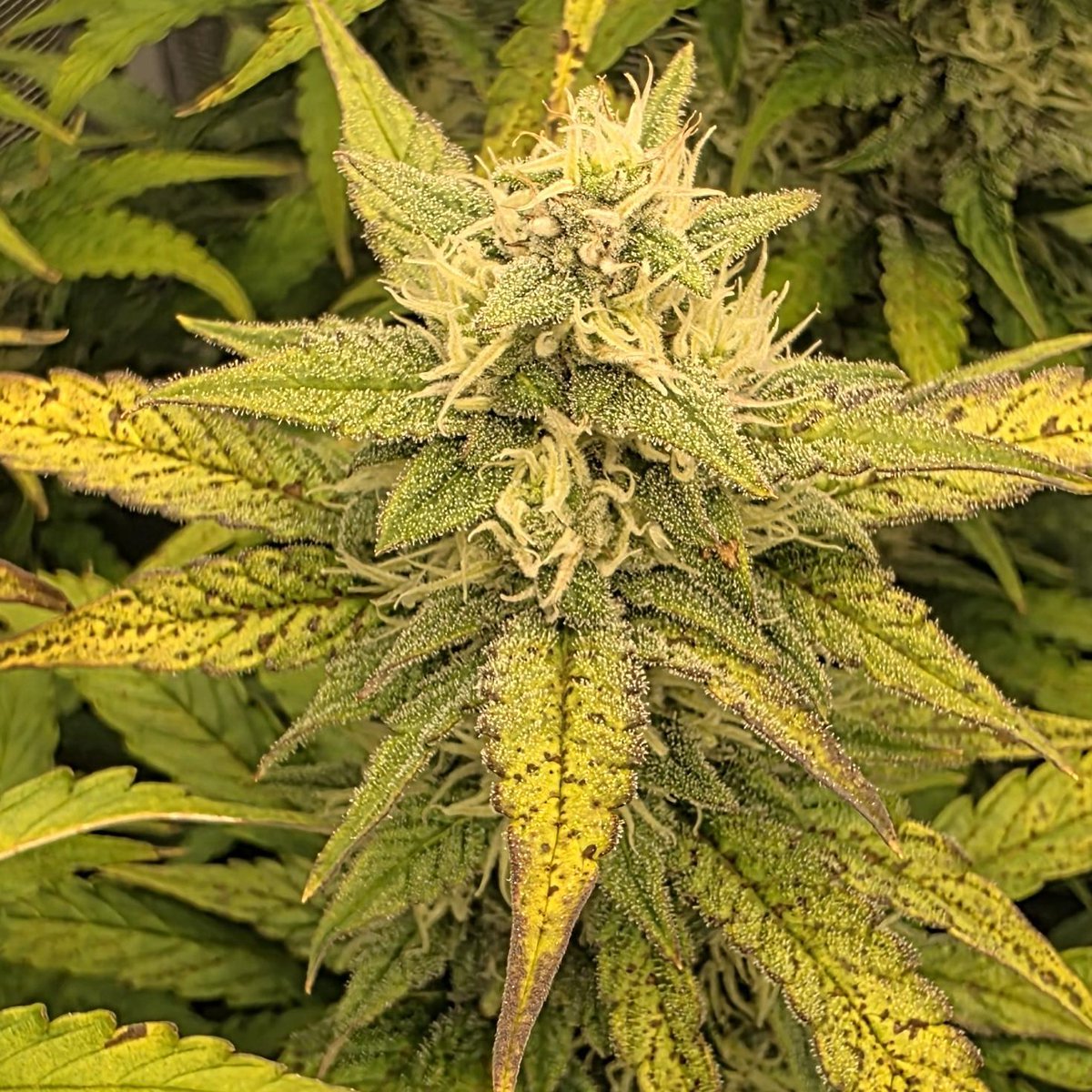 MySeeds_de's tweet photo. Gelbe Blätter + Rostflecken in Woche 7? Meist Kaliummangel & Cal/Mag-Blockade.
✅ Runoff-pH 6,2-6,5
✅ EC senken / leicht spülen
✅ Cal/Mag nachdosieren
Fade ok, Sprenkel nicht – schnell reagieren, dann gibt’s noch fette Terps! 🌿💚
#Cannabis #GrowTip https://t.co/GNHqms4phW