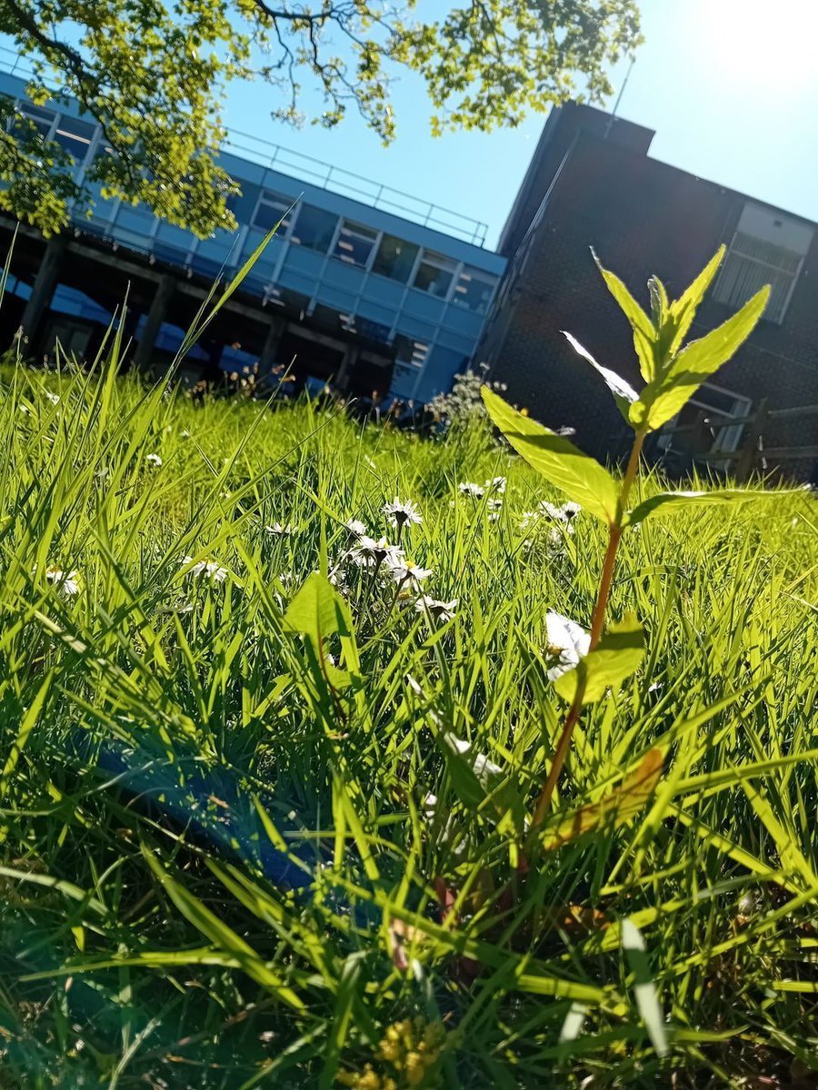 Photos are flooding in for our #NoMowMay photo comp. Hit 'Like' if you think this entry deserves to win! #saveourbees #TeamIGS @LovePlants