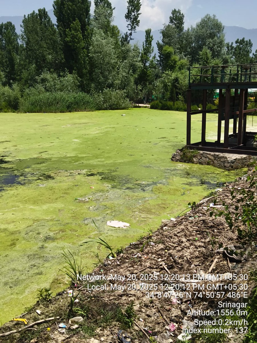 MirHameed313's tweet photo. Despite Dal Lake’s timeless beauty, persistent weed growth—especially near Duck Park—remains a pressing concern.
Official efforts continue, but a more focused and sustainable approach is urgently needed. #SaveDalLake #Srinagar https://t.co/YUoVPh4Jq1
