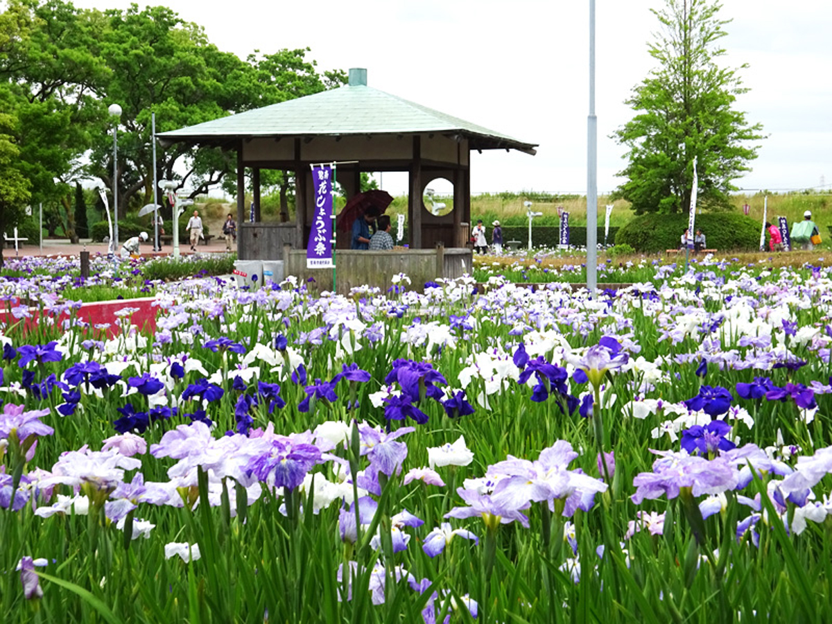 ～6/8
碧南市　花しょうぶまつり＜#碧南市＞
aichi-now.jp/spots/detail/1…
愛知県最大の天然湖沼「油ヶ淵」の北岸に位置する公園で、碧南市の花「花しょうぶ」が見頃を迎えます。1万8千平方ｍの敷地に80品種・1万3千株が植えられており、紫、ピンク、白など、色とりどりに咲き誇ります。