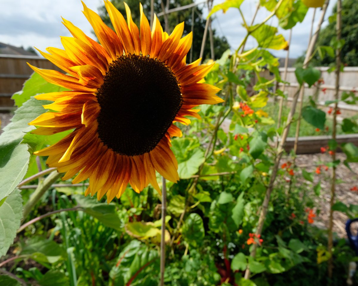 Join the BBP Allotment Club on Wed 28th May for a guided tour, gardening tips, and lunch! 🥙 Free and friendly! Book your spot via the link in bio under 'What’s On'. #BBPallotmentclub #communitygardening