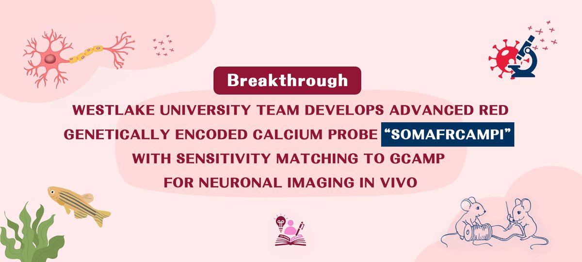 brain_case40506's tweet photo. 🎉Breakthrough! Congrats to the #WestlakeUniversity team on developing SomaFRCaMPI—a red calcium probe rivaling GCaMP in sensitivity for in vivo neuronal imaging. A leap for brain science!
https://t.co/h0VNIWTSA5

#Neuroscience
#CalciumImaging
#FluorescentProteins
#RedIndicator https://t.co/0sJQjSUbTt