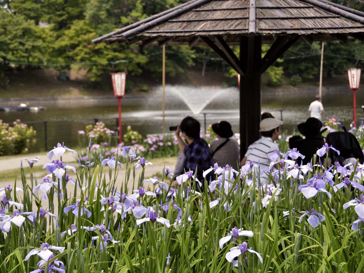 ～6/15
東公園 花菖蒲まつり＜#岡崎市＞
aichinow.pref.aichi.jp/spots/detail/1…
５月下旬から6月中旬にかけて、約10,000株の花菖蒲が一斉に開花し、公園内を彩ります。初夏を感じられる風物詩として、毎年市外からも多くの人が訪れます。
期間中、花菖蒲園一帯はライトアップも開催！