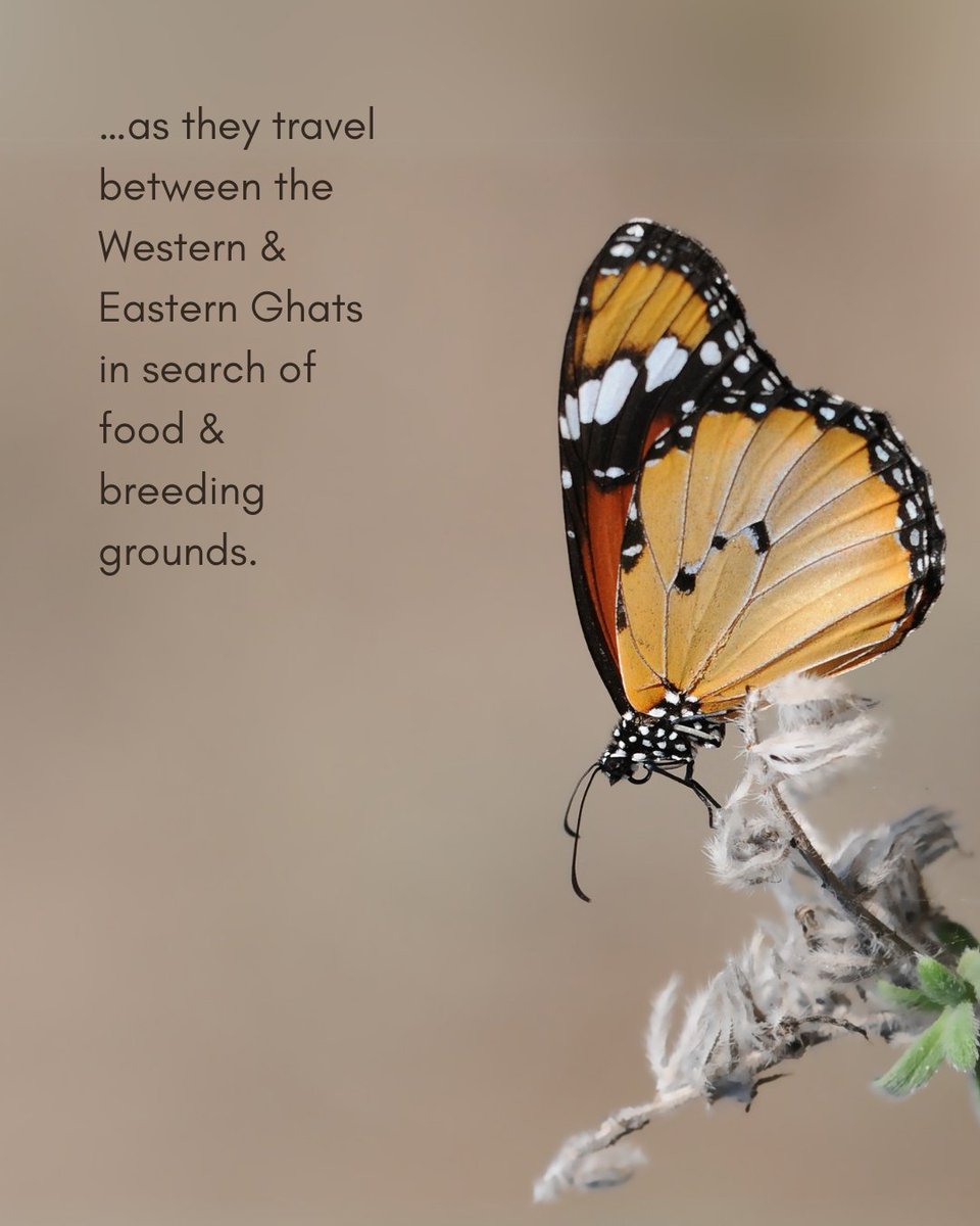 Surender Mehra IFS (@surenmehra) on Twitter photo Butterfly Swarm 🦋
Amazing phenomenon of nature.
Butterfly migration reported
by <a href="/NatureIn_Focus/">Nature inFocus</a> around #Bengaluru
#ButterflyMigration #nature Butterfly Swarm 🦋
Amazing phenomenon of nature.
Butterfly migration reported
by <a href="/NatureIn_Focus/">Nature inFocus</a> around #Bengaluru
#ButterflyMigration #nature