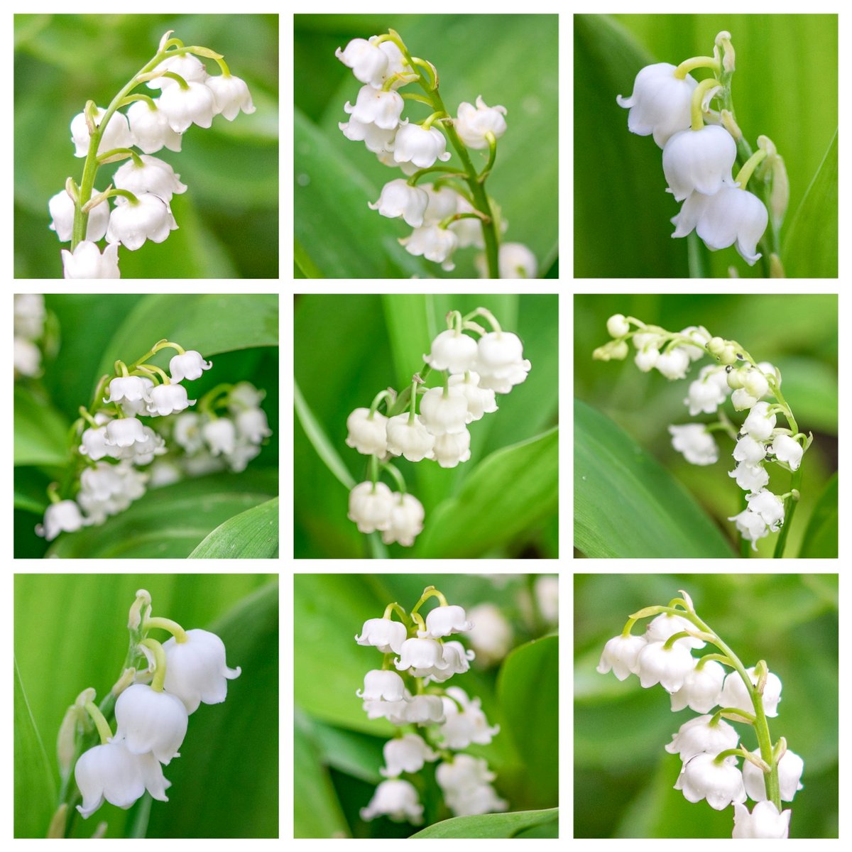 VenetiaJane's tweet photo. In May, the morning dew is said to hold special magic. At dawn, fairies gather it for their spells and charms, then hang their tiny silver dew-cups upon blades of grass. By enchantment, these cups transform into Lily of the Valley—a gift for those born in May. #LegendaryWednesday https://t.co/NgDmWJ97VB