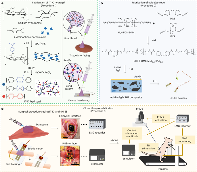 New Article! An injectable conductive hydrogel for closed-loop and robot-assisted rehabilitation via stretchable patch-type electrodes
nature.com/articles/s4159…
via <a href="/NatureProtocols/">Nature Protocols</a>