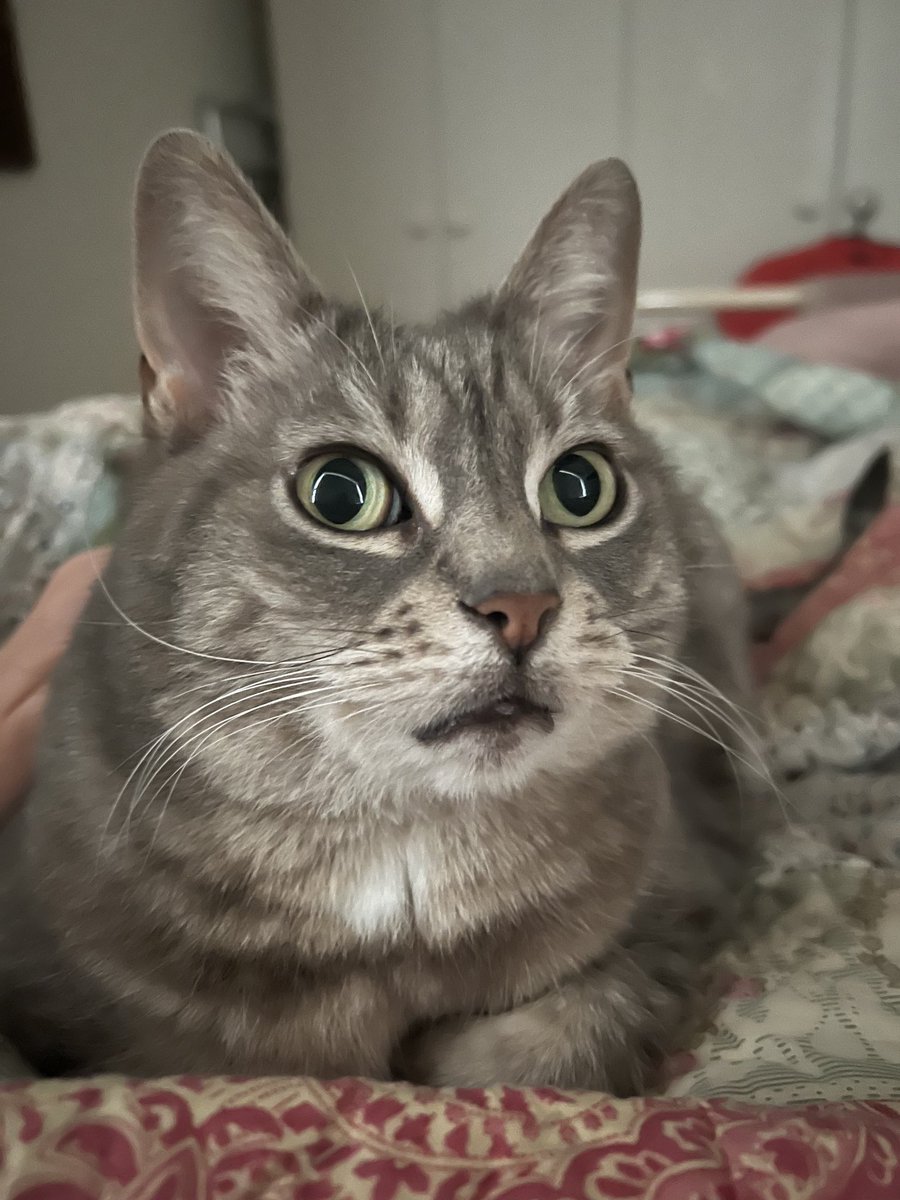 I should get up but she’s lying on my lap and looks like she’s about to say something important.