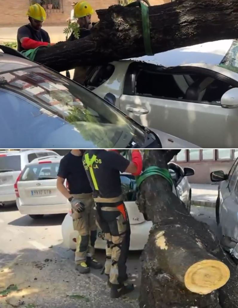 SOSterritorios's tweet image. Este es el #Árbol que "cayó" el pasado domingo en #ElPorvenir.
@Ayto_Sevilla es el #Culpable por:
Las reiteradas #Podas #Criminales que le hicieron crecer en altura y no en anchura.
Las continuas embestidas y choques contra el tronco del #Árbol, de coches y furgonetas al aparcar.
