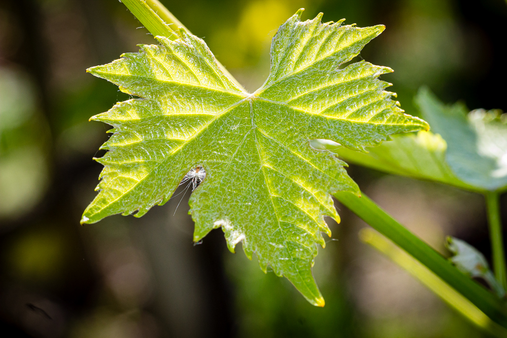 Couleurs printanières en Côte-Rôtie ! Le vignoble prépare le millésime à venir 🍃 Spring mood in Côte-Rôtie ! The vineyards is welcoming the next vintage !
 #coterotie #lamouline #guigal #printemps2025 #rhonevalleywines
📷 Stéphane Chalaye Photographie