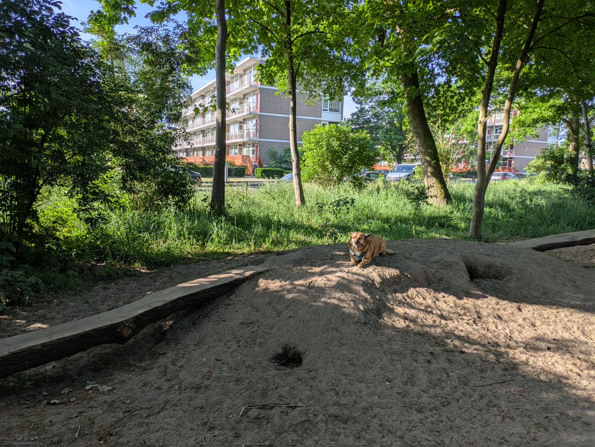 AFennema's tweet photo. @gem_apeldoorn het hondenveld aan de Germanenlaan is echt heel mooi en fijn. Alleen zit er in de middelste bult met de planken ws een wespennest. Ook zit er veel vervuiling in. Zo zijn er al meerdere glasscherven uitgehaald en een grote stalen pin. https://t.co/2SUPeJOQxu