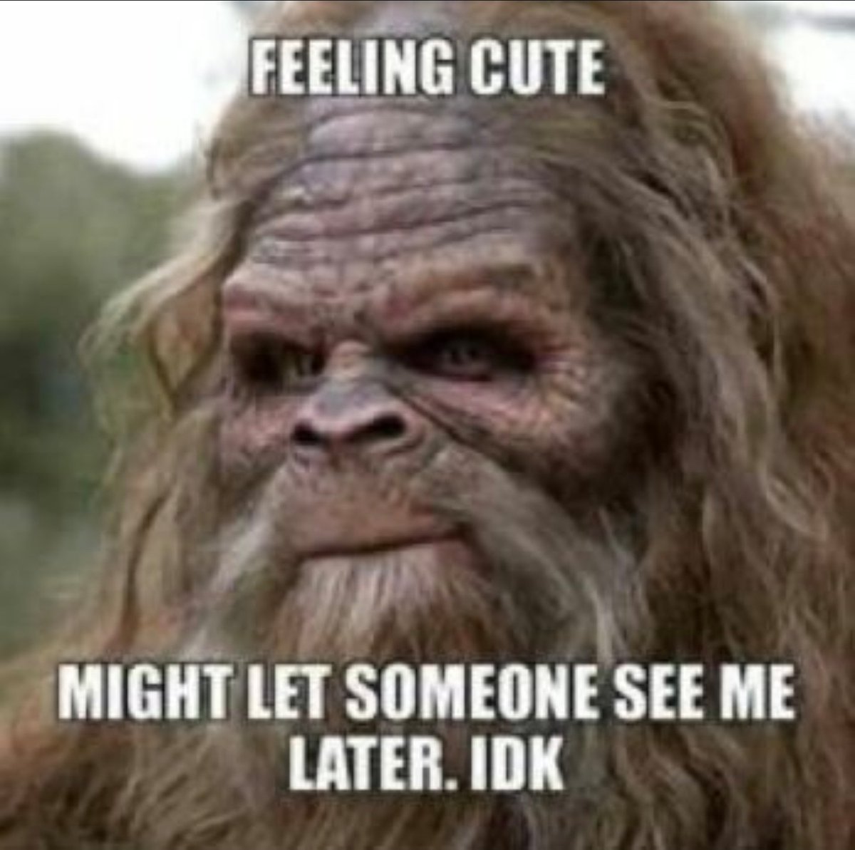 My spirit animal. Sometimes.
Can I call Bigfoot an animal?