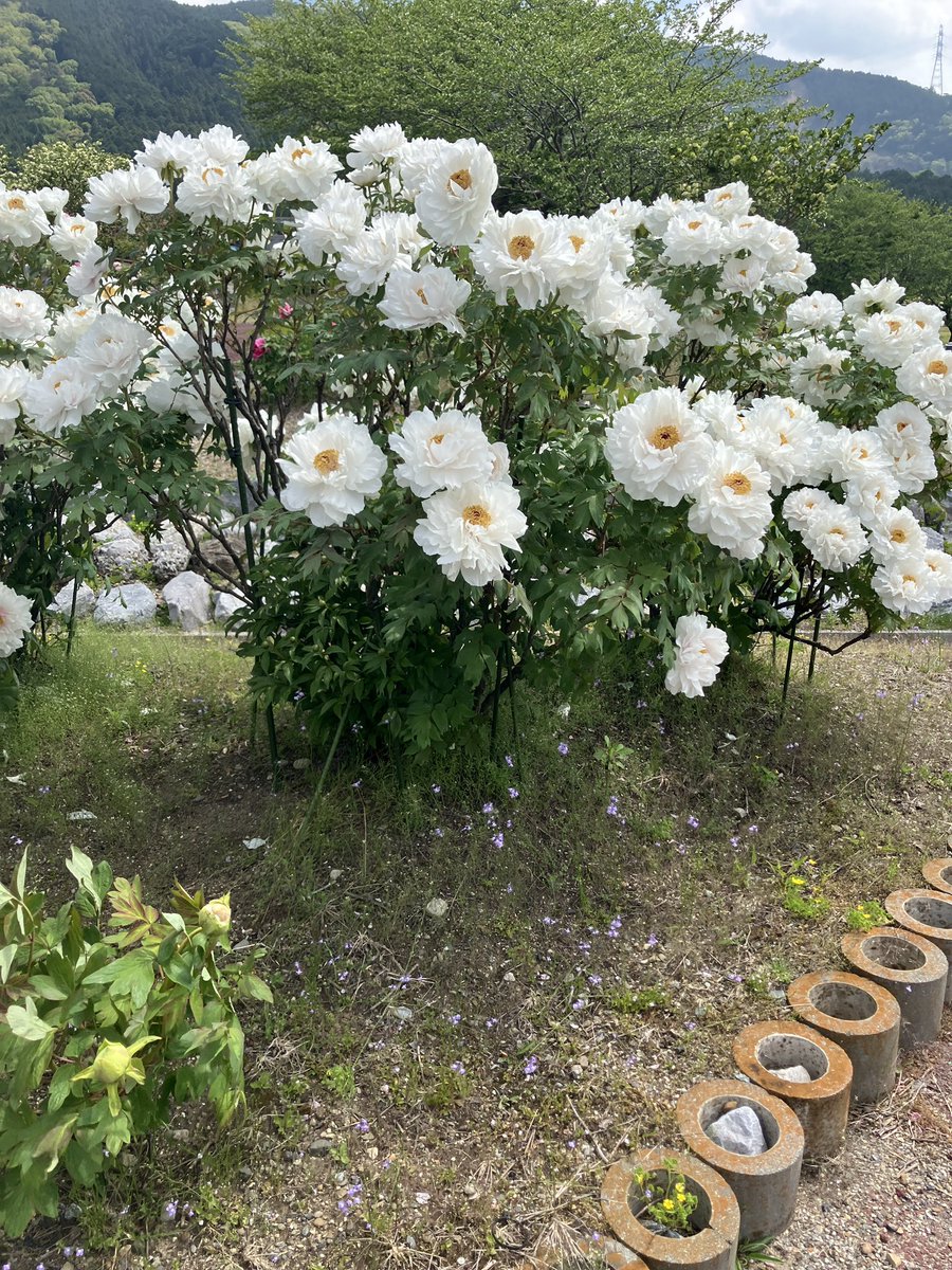 fukuneq's tweet photo. 今日は蒸し暑い日になりました
半袖きてます

春過ぎて夏来るらし白妙の衣ほしたり
天の香具山

　　　　　　　持統天皇 https://t.co/ahryl9F5cd