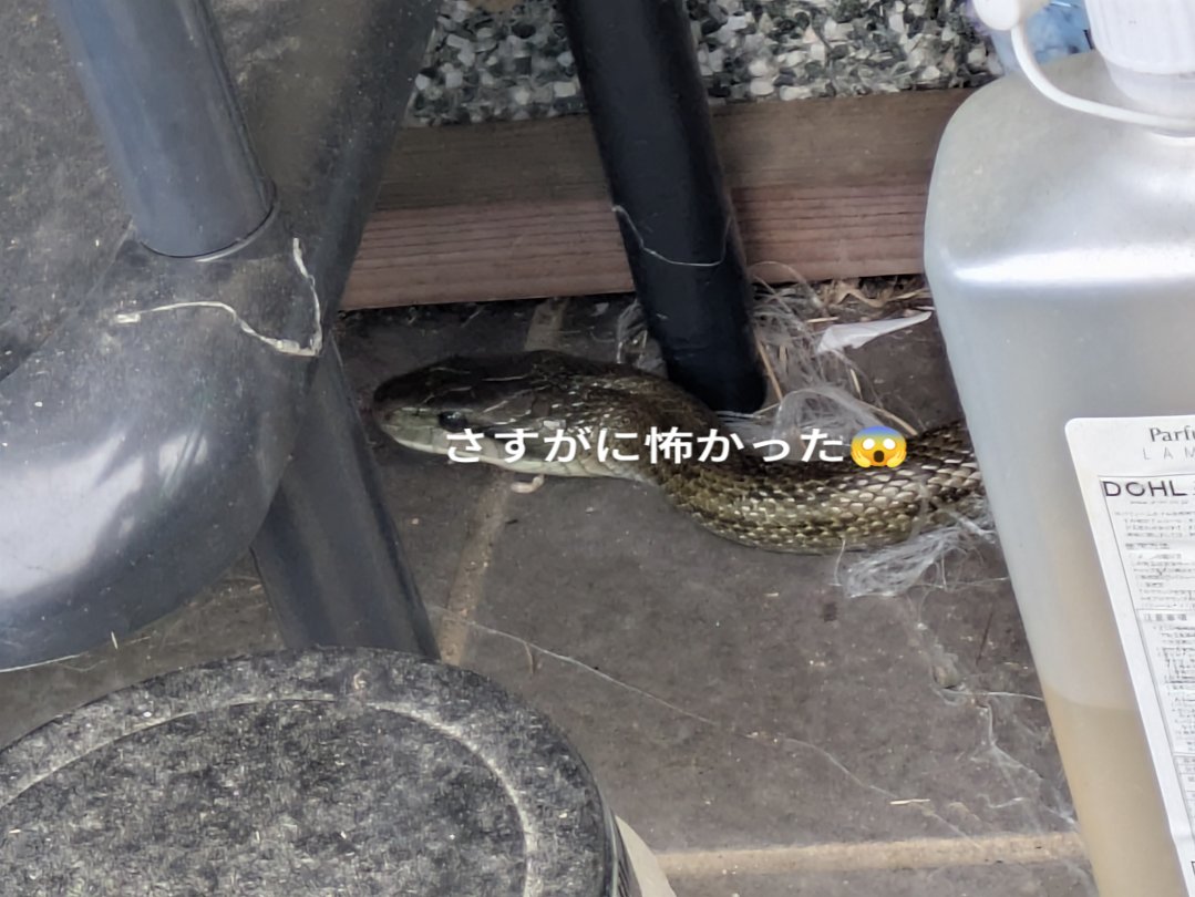 A_20180907's tweet photo. 雨やし玄関前でメダカの卵をとりわけよったら上からヘビふってきた😱
背中になんかあたってドサッと音がしてみたら2mほどのヘビ🐍
さすがに怖かったしかなりビビりました😨
長女は玄関の網戸越しにヘビ落ちてくるし私叫ぶしでパニックギャン泣き
次女は車でテレビ見てて私の声にびっくりして大泣き😭 https://t.co/iahx25dazK