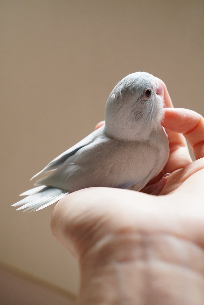 まめるりは
アメリカンホワイト
男の子
オーナー様募集中です🌱🐤

 #マメルリハ