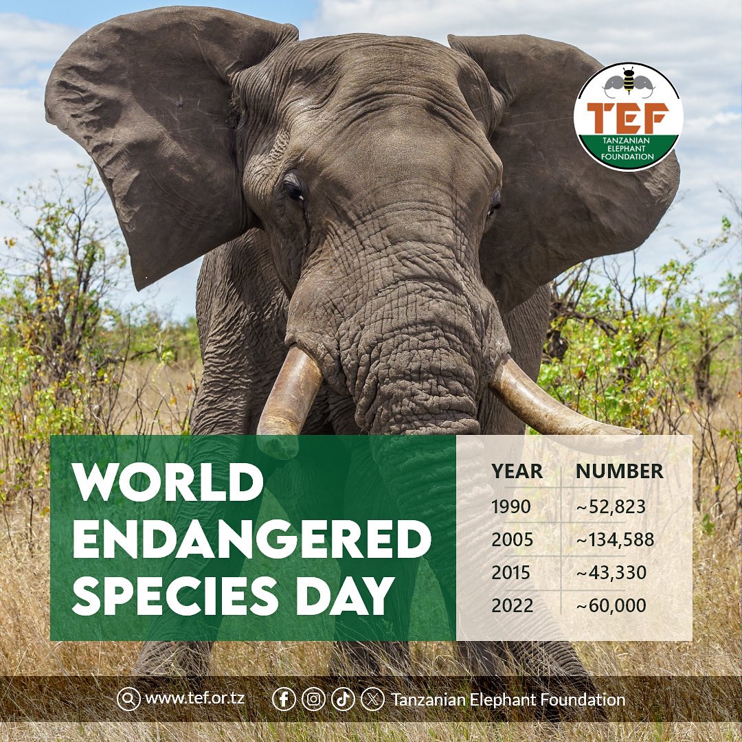 Happy World Endangered Species Day🐘
“When elephants disappear, entire ecosystems lose their architects. Saving them means protecting water sources, forests, and countless other species. An elephant saved is a landscape preserved💚📈Data Source- Elephant Management Plan-2023-2033