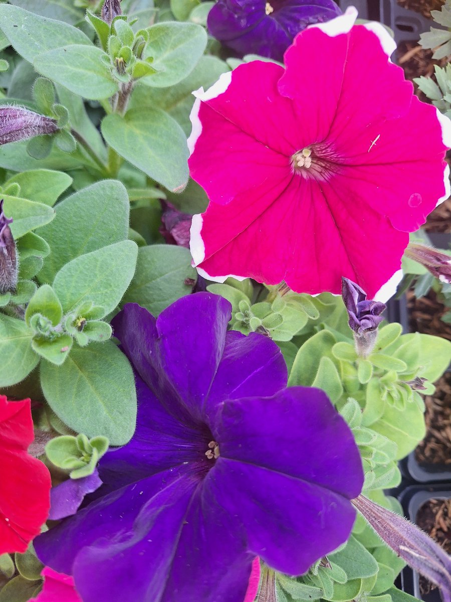More fresh bedding now in this morning ready to go! 

Our most colourful yet &amp; they are looking fab, full range of compost with some great offers too, our team are with you until 6pm!!

Hosepipes, Watering Cans all in stock! 💧

🪴🌱☘️🌸🌼💙👌

#plantsmakepeoplehappy #shoplocal