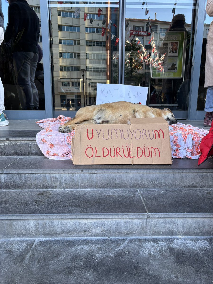 CHP’li belediyeler hayvanları katletmeye devam ediyor!

Çankaya Belediyesi zorla anestezi vererek köpekleri katletti. Katliam yasasını uygulamayacağını söyleyen CHP, katliam yasasının ortağıdır.

📷 <a href="/AvTugbaGursoy/">Tuğba Gürsoy</a>