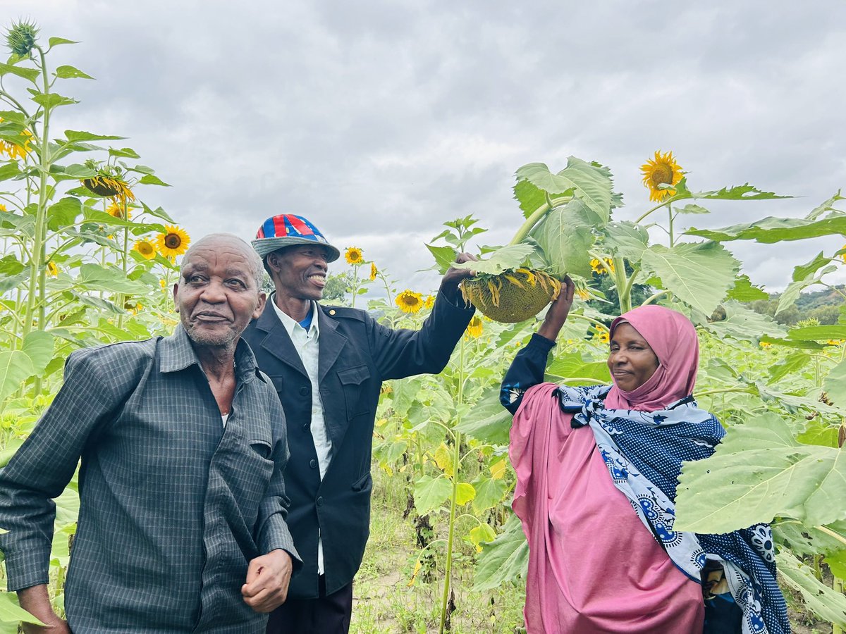 StrommeFoundationTZ (@strommetz) on Twitter photo Kupitia ushirikiano na <a href="/AmaniGirls_Org/">Amani Girls Organization</a> , <a href="/StrommeTZ/">StrommeFoundationTZ</a> inawezesha wakulima wa vijijini kwa mafunzo ya kilimo bora, mbegu bora na stadi za kuongeza thamani ya mazao.
Pichani ni wanakikundi cha Matumaini Msule, kikundi cha wakulima kutoka Wilaya ya Ikungi, mkoani Singida, wakionesha Kupitia ushirikiano na <a href="/AmaniGirls_Org/">Amani Girls Organization</a> , <a href="/StrommeTZ/">StrommeFoundationTZ</a> inawezesha wakulima wa vijijini kwa mafunzo ya kilimo bora, mbegu bora na stadi za kuongeza thamani ya mazao.
Pichani ni wanakikundi cha Matumaini Msule, kikundi cha wakulima kutoka Wilaya ya Ikungi, mkoani Singida, wakionesha