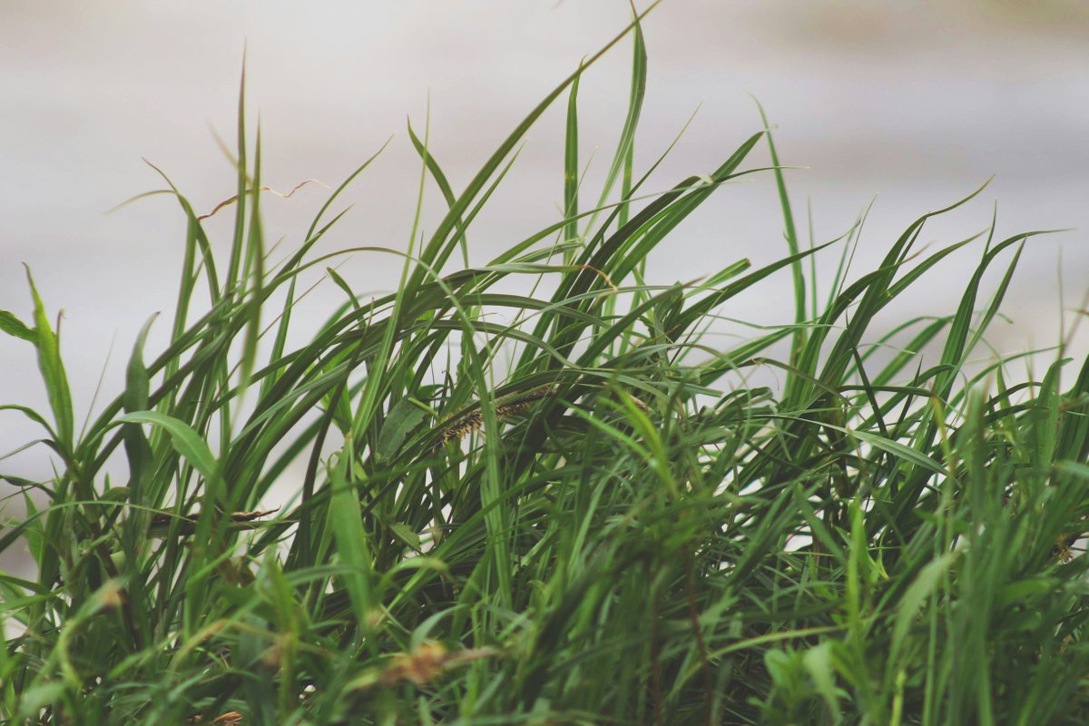 🌿 #Greenroofs are emerging as an innovative solution to reconnect with nature and promote a #circulareconomy ♻️ model.

Find more information on our website - naturbuild.eu/en/green-roofs…

#UrbanSustainability #SustainableConstruction