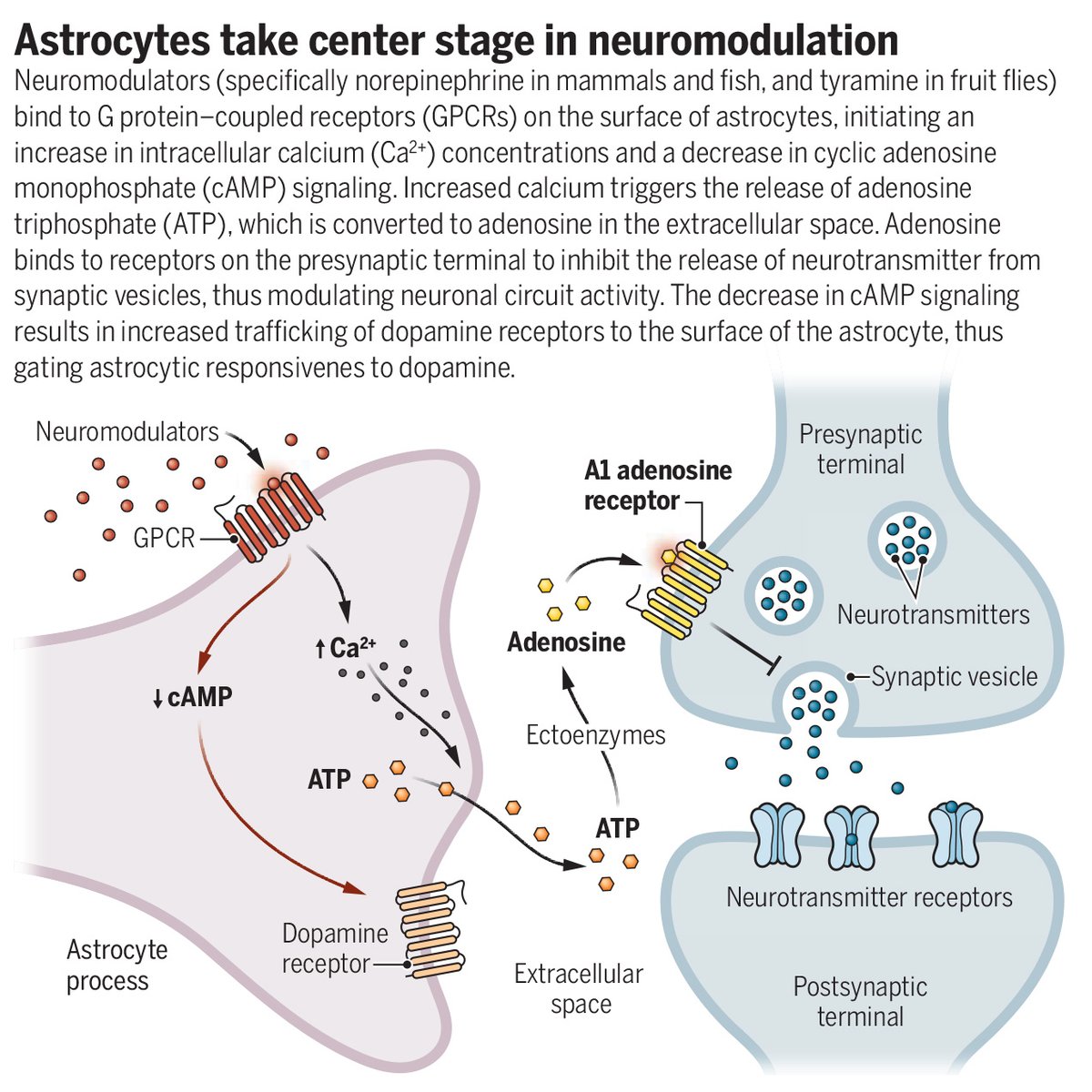 Three new papers in Science report that astrocytes are indispensable for neuromodulatory signaling across diverse neural circuits, behavioral contexts, and species.

Learn more in a new #SciencePerspective: scim.ag/3F4XJRP
