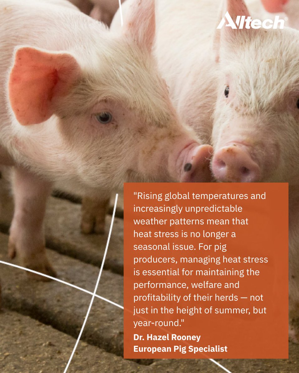 In Alltech's latest blog post, Dr. Hazel Rooney highlights why managing heat stress year-round is crucial for keeping your pigs healthy and productive 🐖

 Click the link to read more 👉alltech.com/blog/managing-…