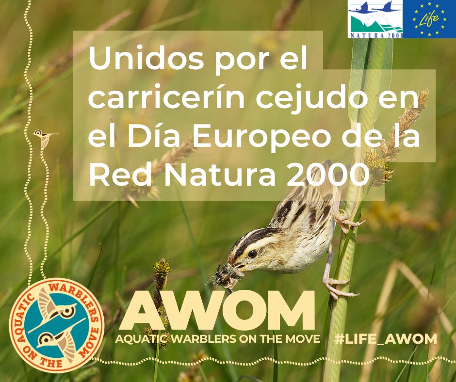 🌿 Coincidiendo con el Día Europeo de la Red Natura 2000, hoy presentamos oficialmente el proyecto LIFE AWoM en <a href="/mitecogob/">Transición Ecológica y Reto Demográfico</a> , un esfuerzo conjunto para proteger al carricerín cejudo.

 🔴▶️ Sigue el evento en streaming:  awomconference.com

#LIFE_AWOM #Natura2000Day