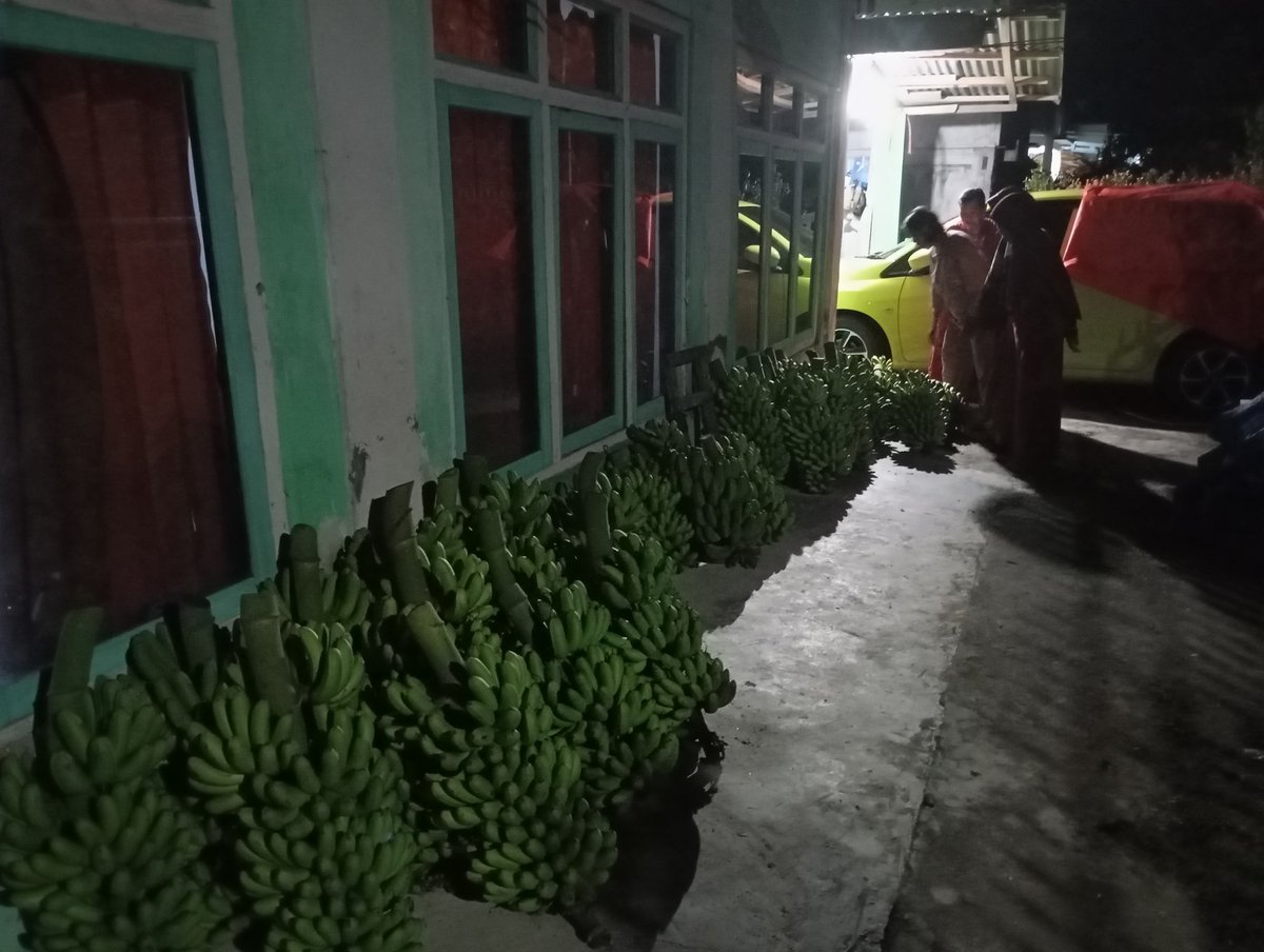 Petani pisang &gt;1 ton / 2 minggu