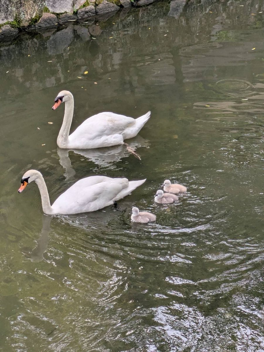 kvcb0224's tweet photo. 【白鳥のヒナの誕生】

美観地区のなか、倉敷川で白鳥のヒナが生まれました🦢

地域のみなさま、観光客のみなさまであたたかく見守っていただけるとうれしいです☺️

白鳥には毎日、専用のエサをあげています。
勝手にエサをあげることは、しないでください🥺
ご理解のほど、よろしくお願いいたします🙇‍♀️ https://t.co/tuyTq83OQy