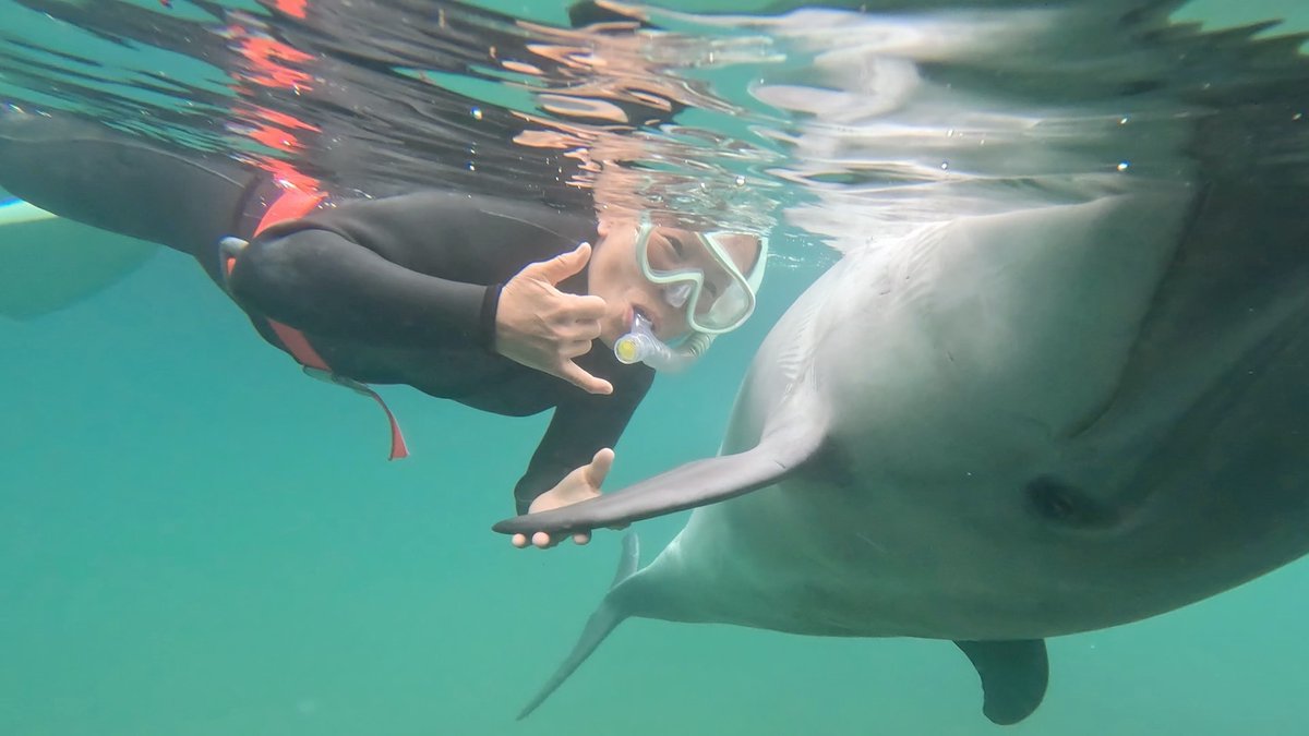 Dolphin_Beach_'s tweet photo. フルコース
#ドルフィンスイム #イルカと泳ぐ #海が好き #イルカ #ダイビング #dolphin #dolphinswimming #pool #下田海中水族館 #下田 #伊豆 #水族館 #体験ダイビング #ドルフィンダイビング #いるか #カマイルカ #イルカと泳ぎたい https://t.co/WhuzDLsRcU