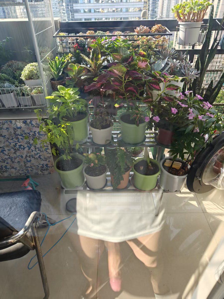 宝宝看看阳台的花花～