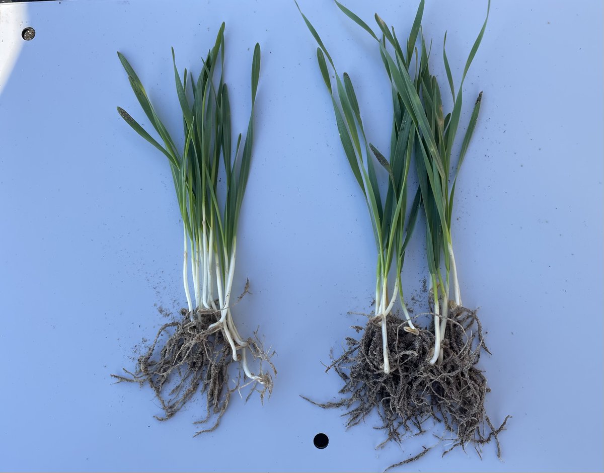 summitfertz's tweet photo. Exciting images coming from the Esperance Region, where Area Manager Nick Donkin visited Jordan Whiting of Shepwok Downs where our new EEF BiOWiSH has been applied in wheat, with the treated area germinating 3 days earlier than the untreated crop.

To read more about BiOWiSH follow the link 👉
https://t.co/31EJIH2NXF