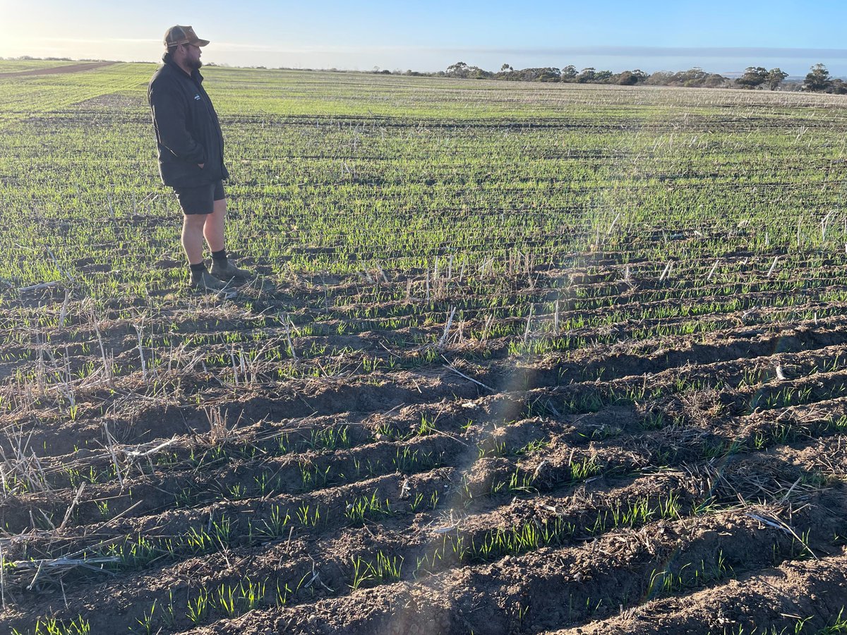 summitfertz's tweet photo. Exciting images coming from the Esperance Region, where Area Manager Nick Donkin visited Jordan Whiting of Shepwok Downs where our new EEF BiOWiSH has been applied in wheat, with the treated area germinating 3 days earlier than the untreated crop.

To read more about BiOWiSH follow the link 👉
https://t.co/31EJIH2NXF