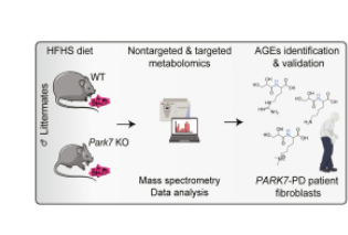 High-fat, high-sugar diet worsens early-onset Parkinson’s #InMice, driving fat and muscle loss via glycative stress and selective damage to glycolytic fibers—mirroring findings in PD patients.

sciencedirect.com/science/articl…

#EARA #animalresearch #Parkinsons