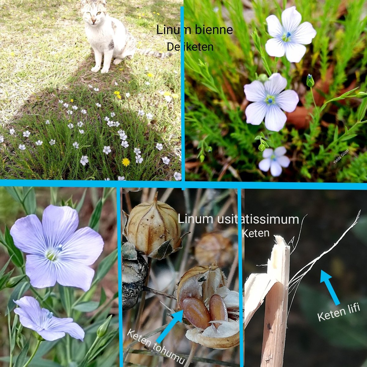 Değerli kültür bitkilerimiz ve yabani ataları kıyaslamalarının bugünkü konuğu Linum usitatissimum/keten (alttaki üç foto) ve yabani atası Linum bienne/deli keten (üstteki iki foto). Deli keten, 8000 yıl önce insanlığa lif elde edip ondan kumaş dokumayı öğreten ot. Ondan önce