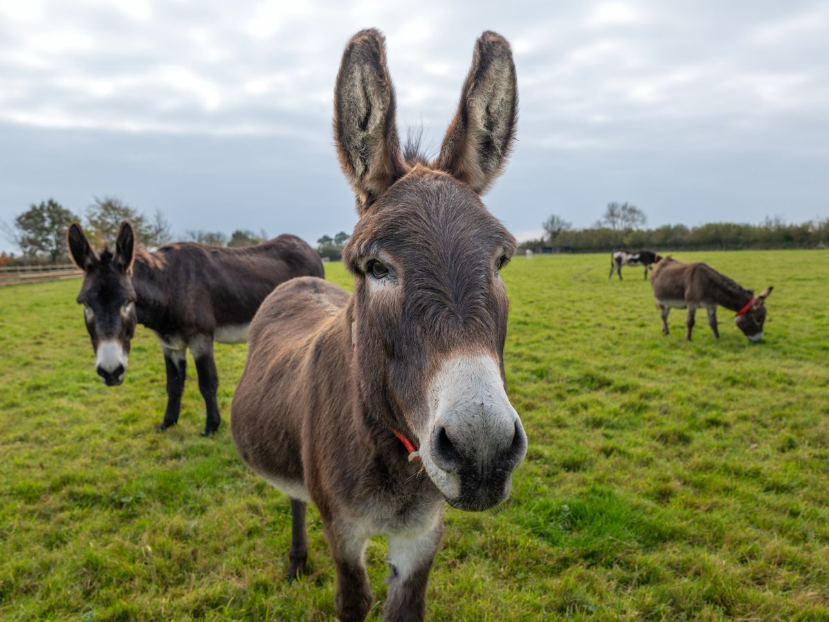 Taking advantage of recent warm weather to get out and about in nature? Remember, it's vital to not feed any donkeys or mules you come across. ⚠️

While it may be tempting, this can have serious health consequences. Our veterinary team explains more ➡ bray.news/43rtmwZ