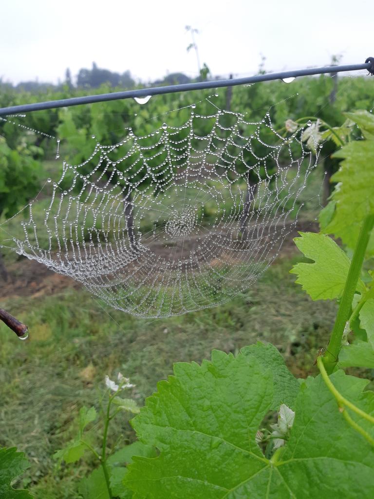 PascalNerbesson's tweet photo. Le vie discrète...et moins discrète de nos #Vignobles 😍.
Le piti chevreuil a sans doute 1 jour. Trop flemmard pour se mettre sur ses pattes et se barrer comme son frangin et sa mère 😅.
#MaCampagne #AgrcultureDutable #HVE #Bio #Biodiversite https://t.co/Okt9ZsL6XE
