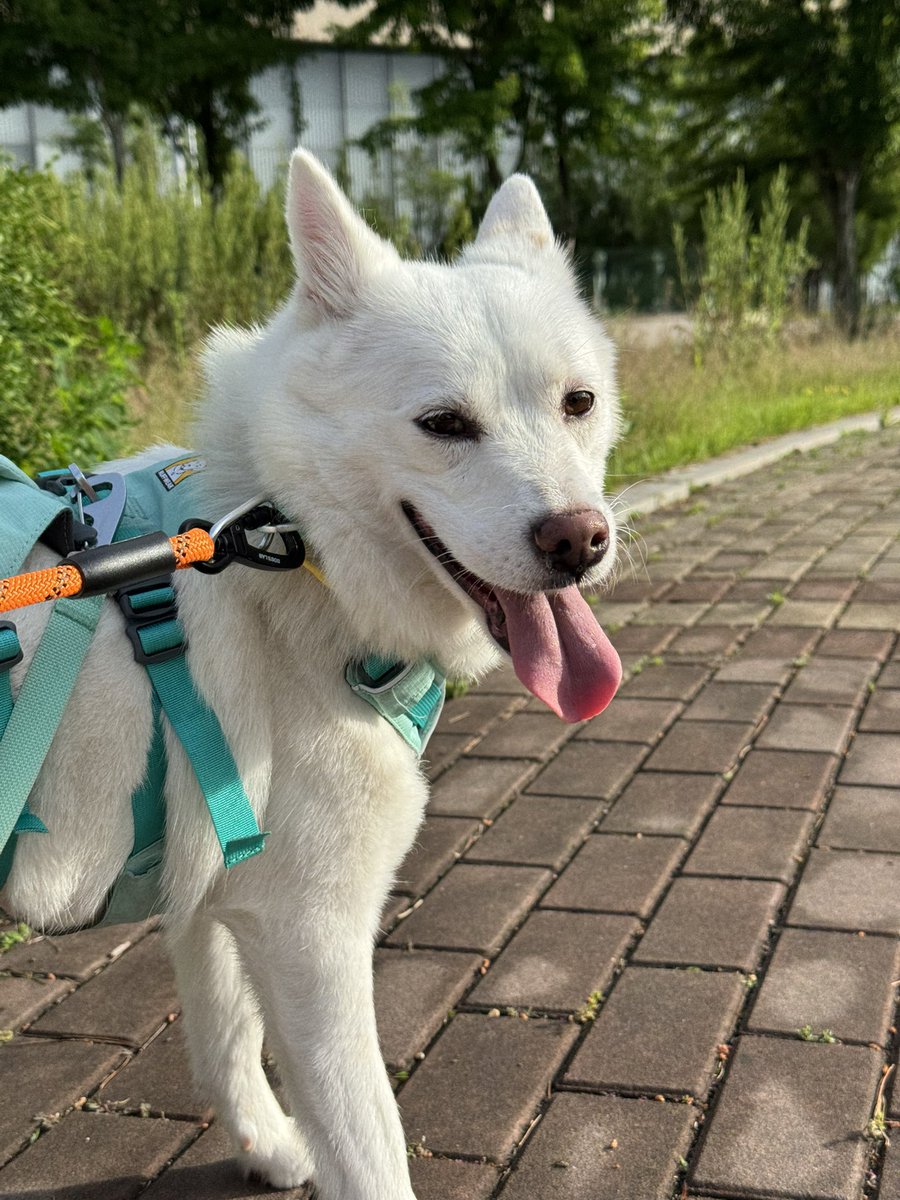 출근 전 짬내서 잠시 하는 산책은
너무 힘들고 피곤하지만🫠
너가 좋다면 나도 좋아🤍

7-8살 추정 / 여아 (중성화O) / 13kg 🐕 가족을 기다려요🤍

#강아지산책 #산책 #강아지 #강아지입양 #강아지임보 #유기견 #유기견입양 #유기견임보