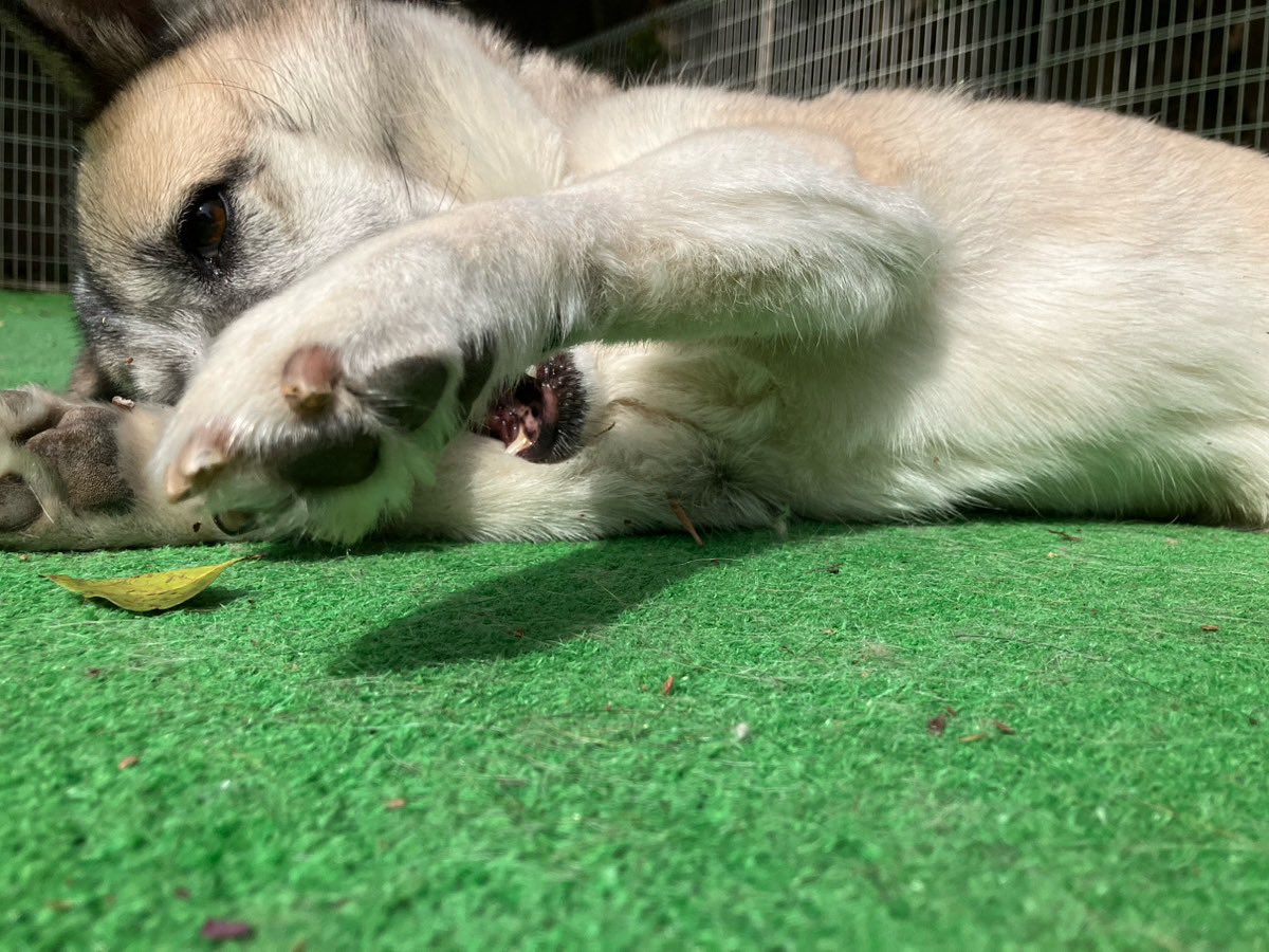 ごろごろするゆきのすけ🤭

（福島県の被災犬　セラピードッグ）

#大木トオル　#セラピードッグ　#捨て犬