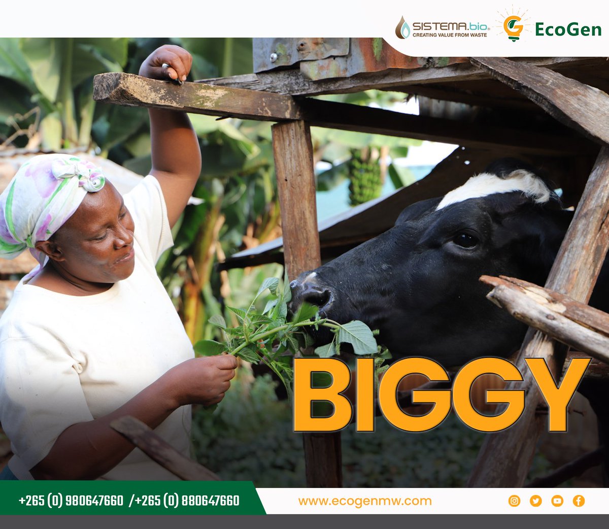 A moment of appreciation!!

This big guy right here provides us with a lot of products, including animal waste that we use in #biogas systems to create gas for cooking and #biofertilizer.

If you have this guy at your home or farm, call us for a subsidized biogas system.