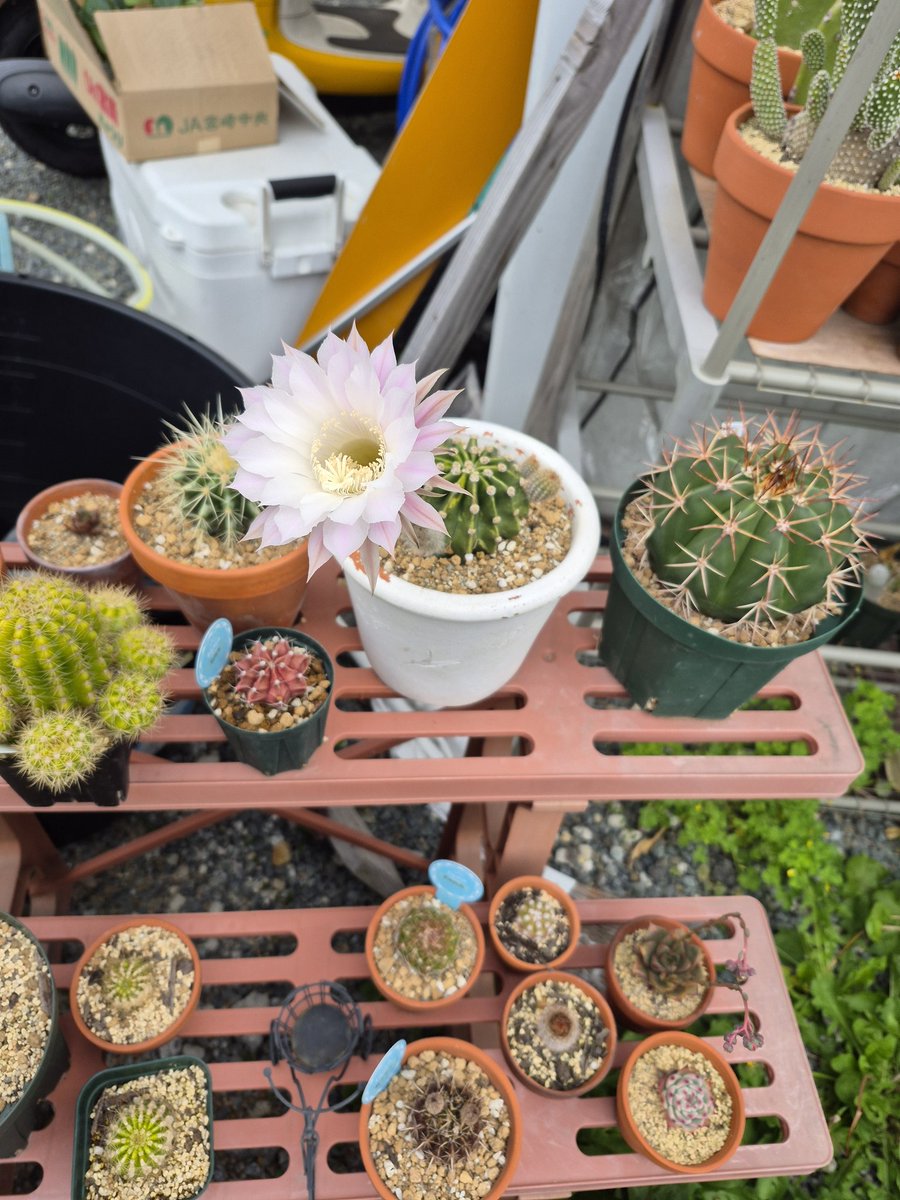 花咲いた‼️
#サボテン🌵