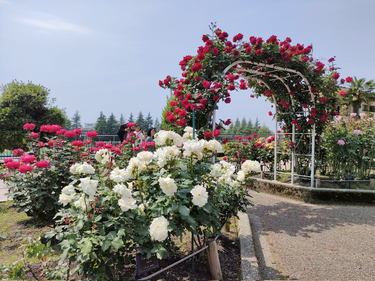 sp_tre_'s tweet photo. 今日は金沢南総合運動公園のバラ園に行って来ました
金沢大学の植物園と違って人がいっぱいでした
#金沢
#花
#無料
#バラ園 https://t.co/0gOB9k3f8k