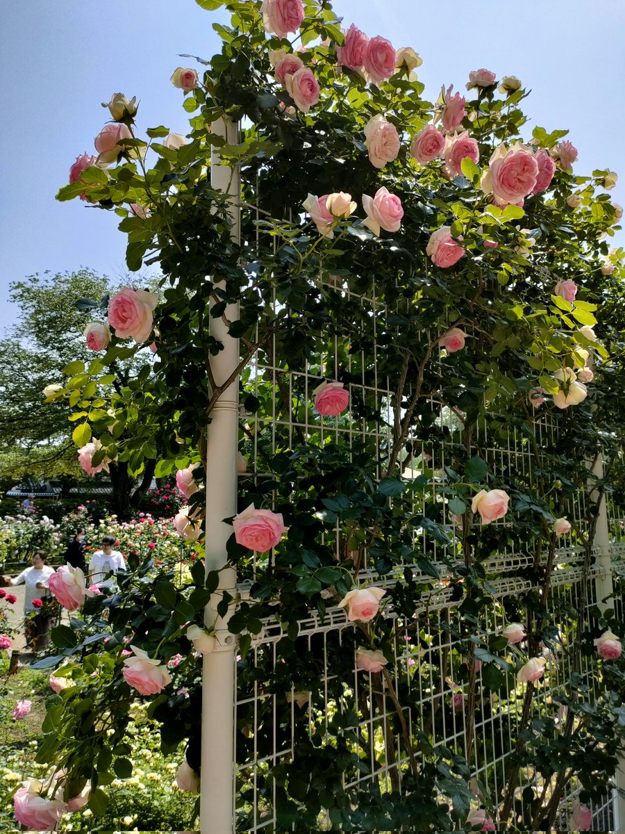 sp_tre_'s tweet photo. 今日は金沢南総合運動公園のバラ園に行って来ました
金沢大学の植物園と違って人がいっぱいでした
#金沢
#花
#無料
#バラ園 https://t.co/0gOB9k3f8k