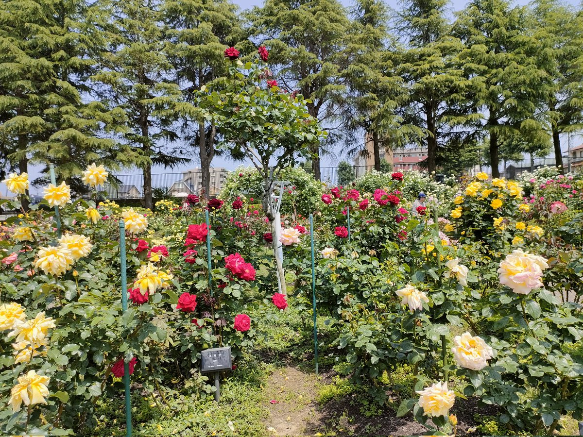 sp_tre_'s tweet photo. 今日は金沢南総合運動公園のバラ園に行って来ました
金沢大学の植物園と違って人がいっぱいでした
#金沢
#花
#無料
#バラ園 https://t.co/0gOB9k3f8k