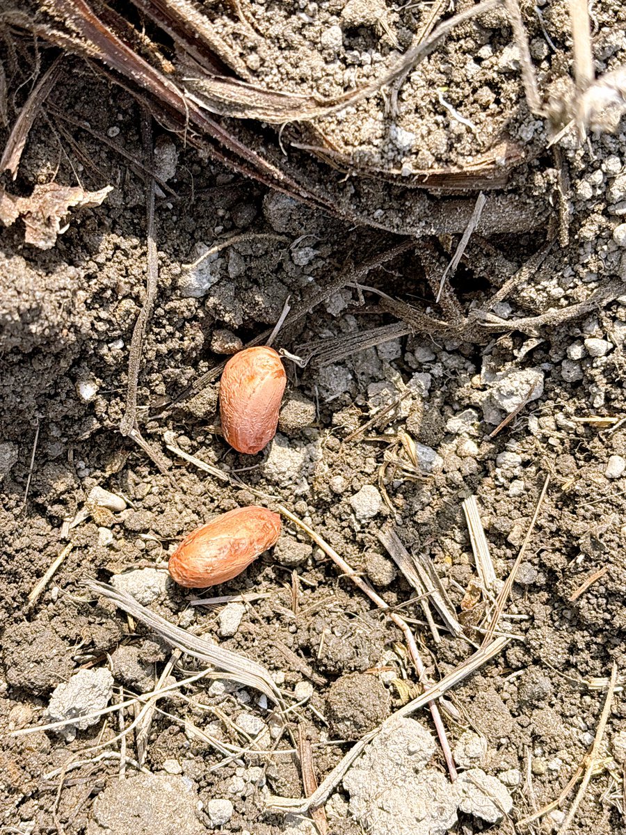 jilljilling's tweet photo. 今年も落花生の畑つくりました〜🥜
昨年収穫した種を使うサイクル
4年目に突入。

じるじるファームの夏が始まる🍉 https://t.co/t3eJBcb32z