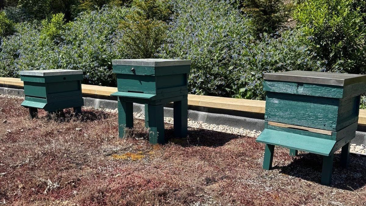 Discover Durham (@discover_durham) on Twitter photo 🐝 To celebrate bees and their vital role in our ecosystem, <a href="/aucklandproject/">The Auckland Project</a> has installed new hives in the stunning 17th-century Walled Garden at Auckland Palace. 🌸
Groups can explore the gardens, galleries, and more this summer: thisisdurham.com/discover-durha… #discoverdurham 🐝 To celebrate bees and their vital role in our ecosystem, <a href="/aucklandproject/">The Auckland Project</a> has installed new hives in the stunning 17th-century Walled Garden at Auckland Palace. 🌸
Groups can explore the gardens, galleries, and more this summer: thisisdurham.com/discover-durha… #discoverdurham