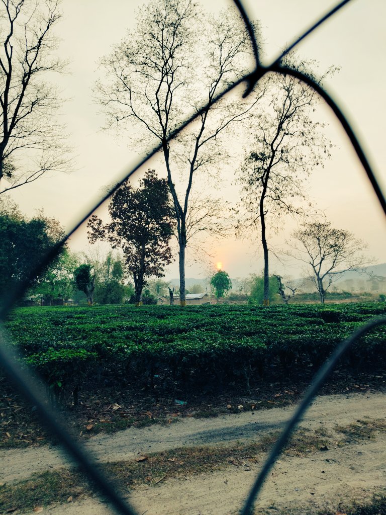 From the land where every leaf tells a story ☕ 
Celebrating #InternationalTeaDay with pride